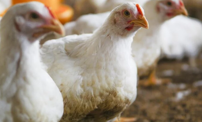 Earnings for the Indian poultry companies improved in H1 FY2024