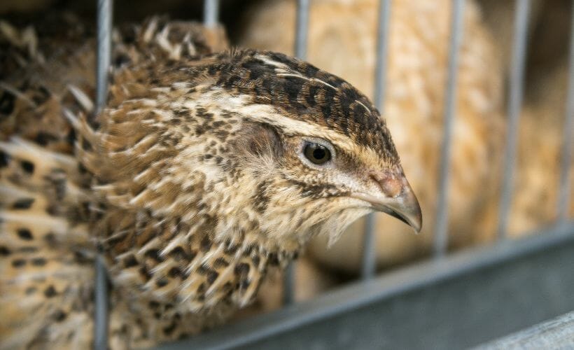 QUAIL FARMING GENERATING ACTIVITY FOR FARMERS ENGLISH MONTHLY
