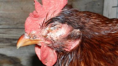 Mycoplasma synoviae infection in poultry