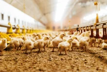 Poultry Production in the Era of Climate Change