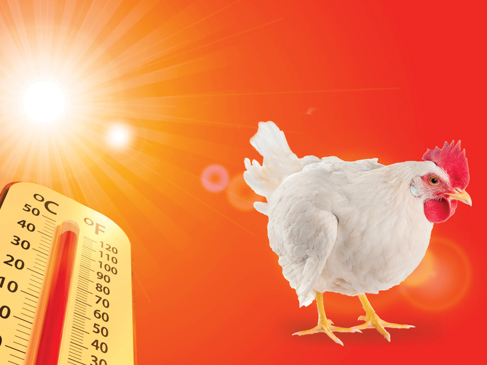 HEAT STRESS MANAGEMENT IN POULTRY FARMS - ENGLISH MONTHLY MAGAZINE