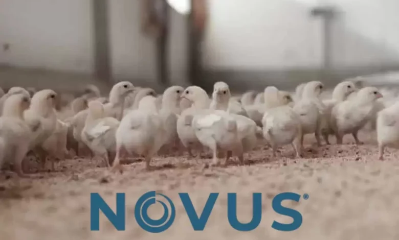 Novus