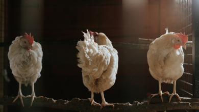 Navigating the Monsoon Challenges in Poultry Farming