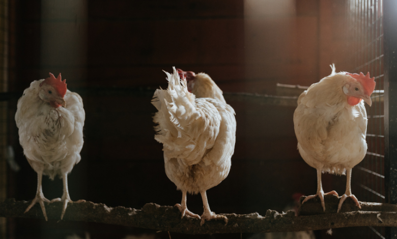 Navigating the Monsoon Challenges in Poultry Farming