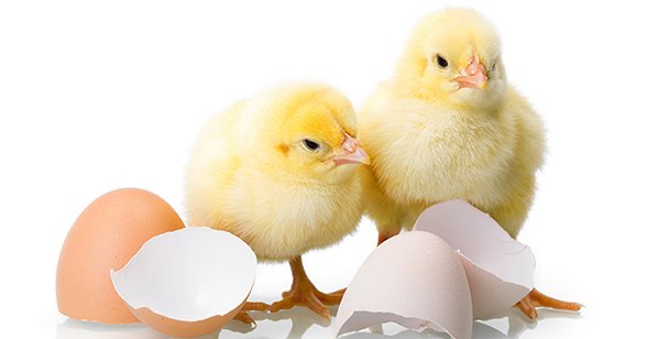 IMPROVISATION OF FERTILITY AND HATCHABILITY OF EGGS