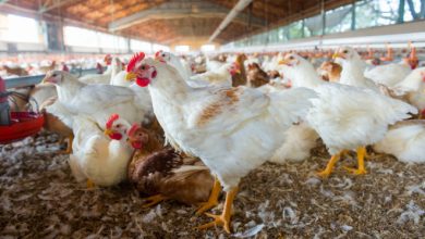 The Urgent Need for Ethnoveterinary Practices in Modern Poultry Farming