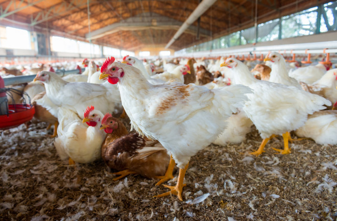 The Urgent Need for Ethnoveterinary Practices in Modern Poultry Farming