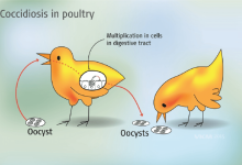 The life cycle of coccidia Eimeria in poultry For more explanation see text in