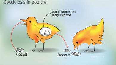 The life cycle of coccidia Eimeria in poultry For more explanation see text in