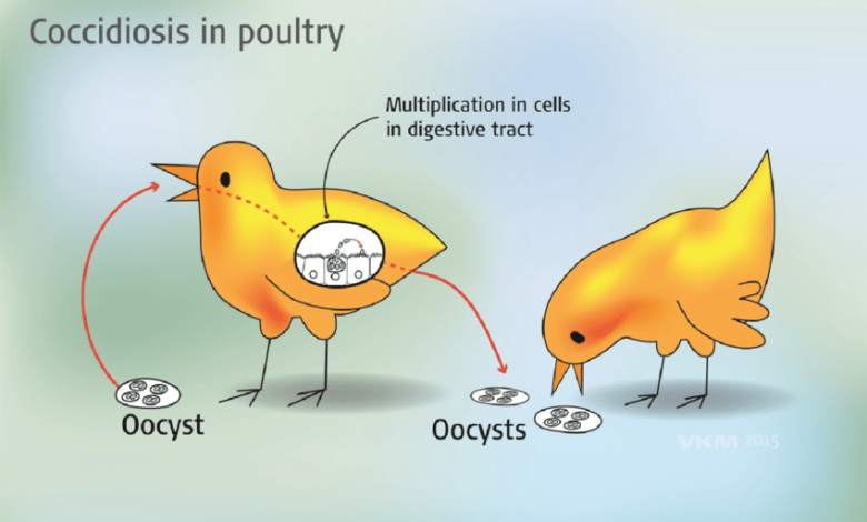 The life cycle of coccidia Eimeria in poultry For more explanation see text in