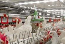 PRECISION FEEDING TECHNOLOGY IN BROILER PRODUCTION - THE NEED OF TIME