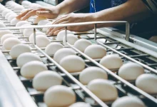 Eggs from Namakkal mark historic entry into US market