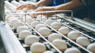 Eggs from Namakkal mark historic entry into US market
