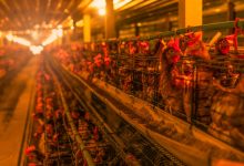 chicken farm egg laying chicken in battery cages 2024 08 15 01 34 41 utc