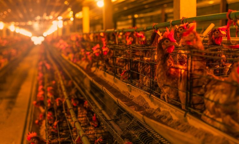 chicken farm egg laying chicken in battery cages 2024 08 15 01 34 41 utc