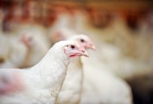 Sustainable Broiler Production with Insect Larvae Enhancing Nutrition and Performance
