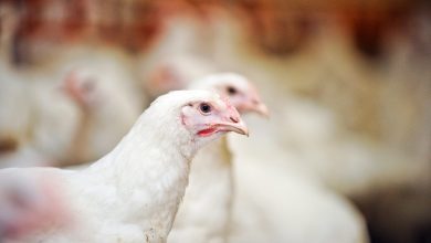 Sustainable Broiler Production with Insect Larvae Enhancing Nutrition and Performance