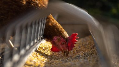 hen crop