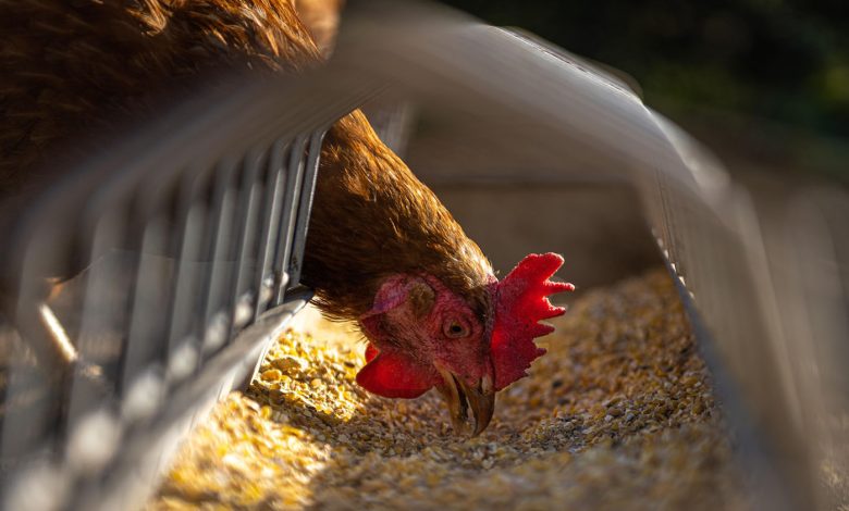 hen crop
