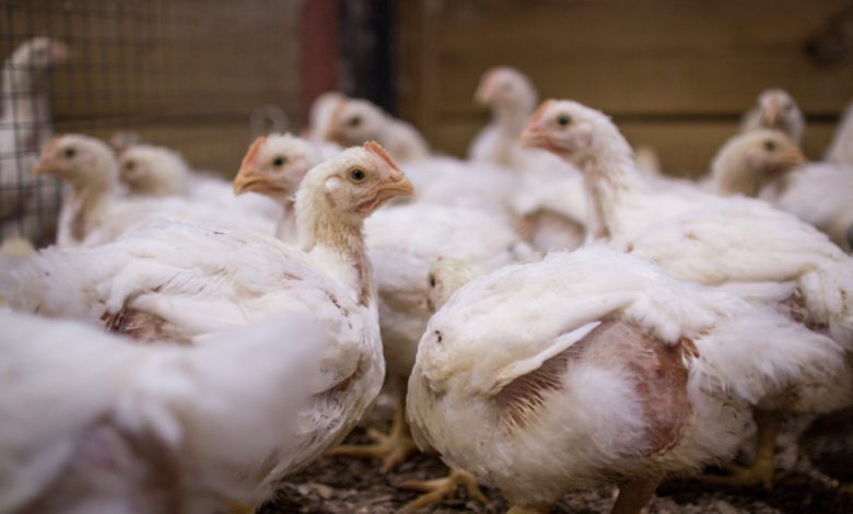 Revolutionizing Mycotoxin Control with TriSorb αs Multi-Action Strategy 1 tn 15391 1080