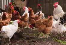 SWOT Analysis of Organic Poultry Farming