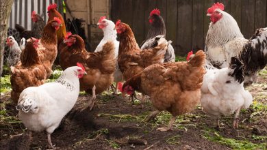 SWOT Analysis of Organic Poultry Farming