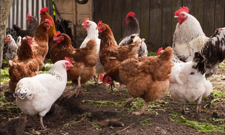 SWOT Analysis of Organic Poultry Farming
