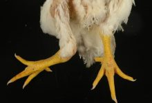 valgus deform chkn vanwett sized