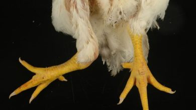 valgus deform chkn vanwett sized