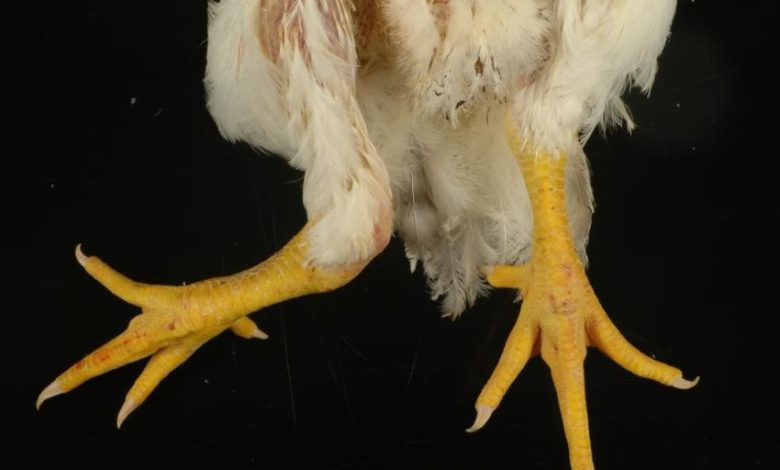 valgus deform chkn vanwett sized