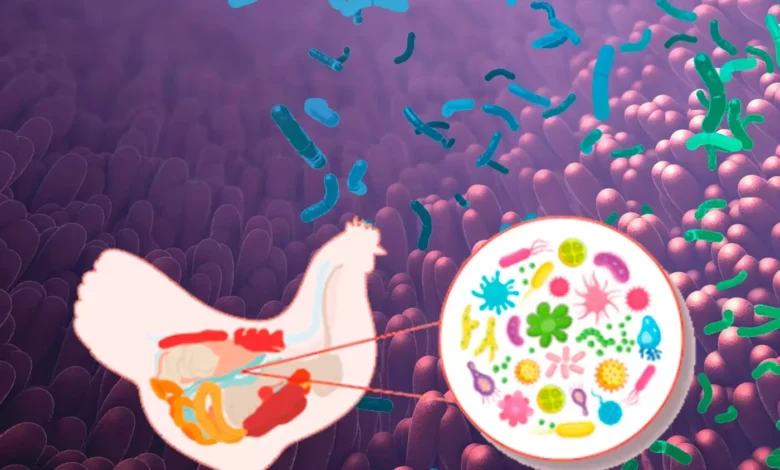 microbiota avicola