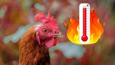 Blog heat stress liver function 1024x683 1