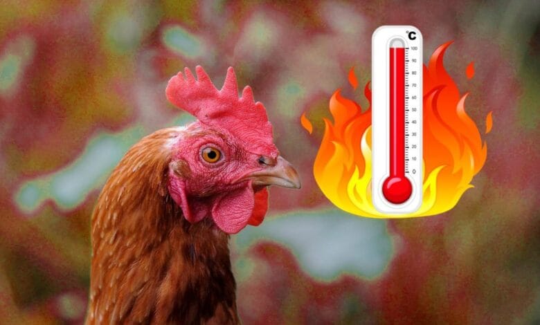 Blog heat stress liver function 1024x683 1