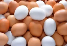 eggoz controversy 204909175 16x9 1