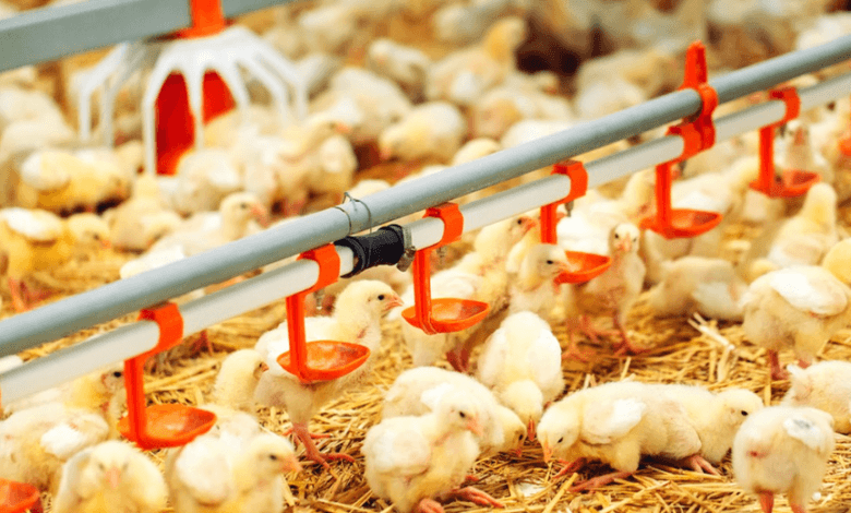 Composite Premix Systems in Modern Poultry Nutrition 1 1677980978753