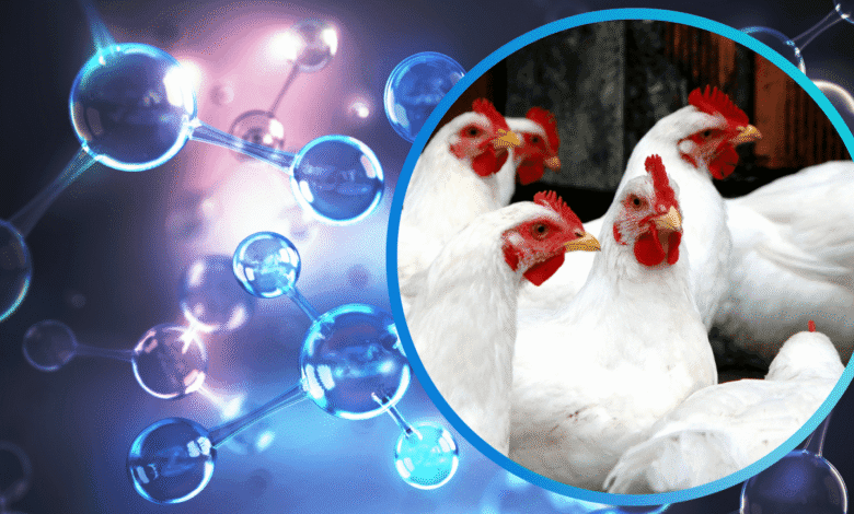 The Role of Amino Acids in Modern Broiler Nutrition 1 6