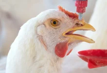 how to prevent and reduce heat stress in poultry