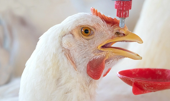 Effect of Heat Stress on Poultry Health and Production 1 how to prevent and reduce heat stress in poultry