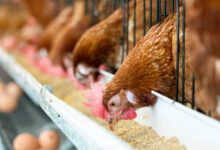 1 Poultry and Feed