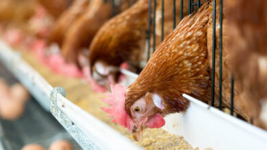 1 Poultry and Feed