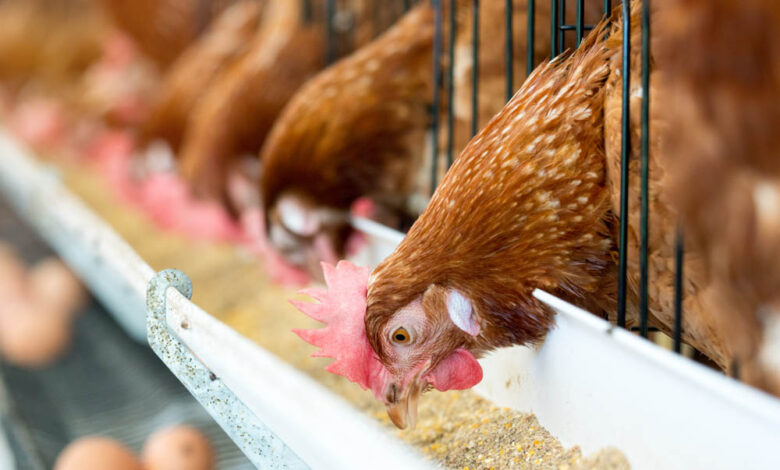 Bridging the Gap Tackling Feed Cost and Logistics Barriers in Indian Poultry 1 1 Poultry and Feed