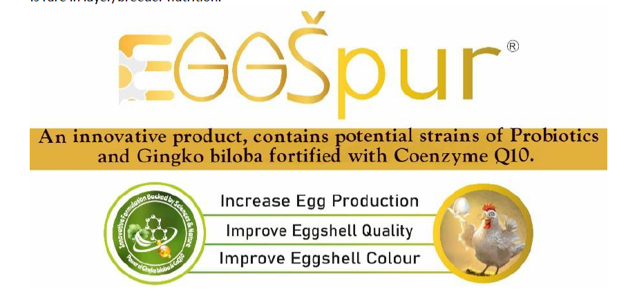 Beat the Summer Drop EggSpur Supports Consistancy When Hen Stress Celebrate National Egg Day 7 Screenshot 1162
