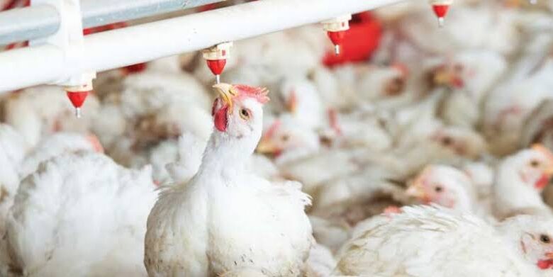Indian Poultry Sector needs High tech Interventions for Future Sustainability 1 images