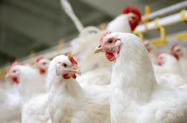 Common diseases of poultry in summer and their prevention 1 50022 731