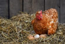 AdobeStock 526484580 1024x683 1