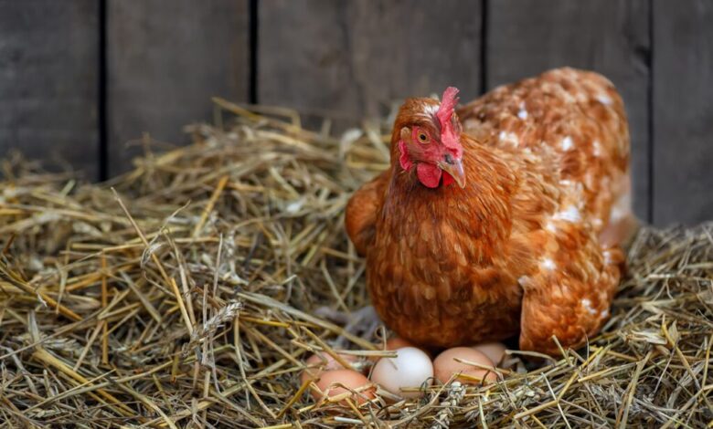 BASIC STRATEGIES TO IMPROVE EGG PRODUCTION IN BROILER 1 AdobeStock 526484580 1024x683 1