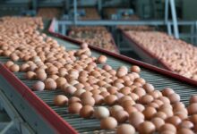 EggProduction