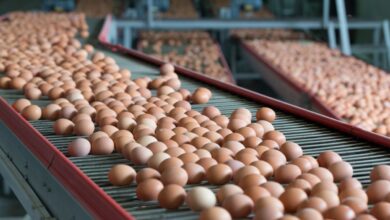 EggProduction