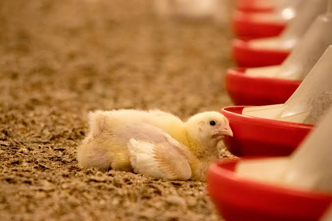 COCCIDIOSIS CONTROL THROUGH PHYTOCHEMICAL MODULATION OF IMMUNITY 1 images